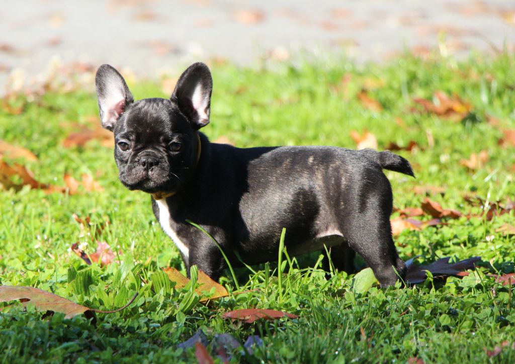 De La Notte Di Cane - Chiots disponibles - Bouledogue français