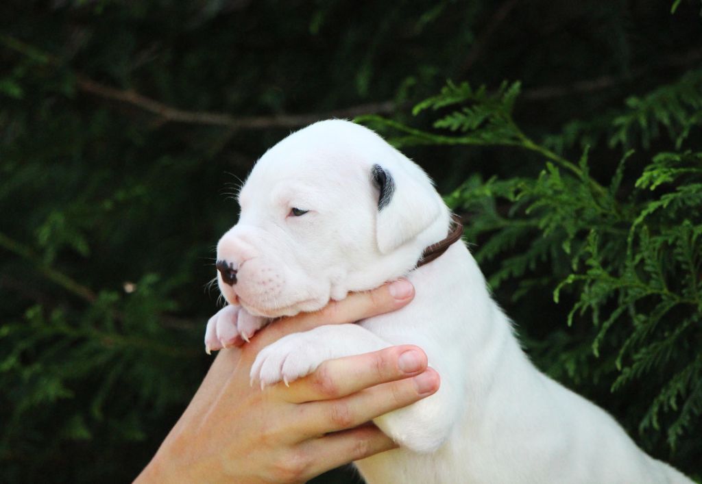 De La Notte Di Cane - Chiots disponibles - Dogo Argentino
