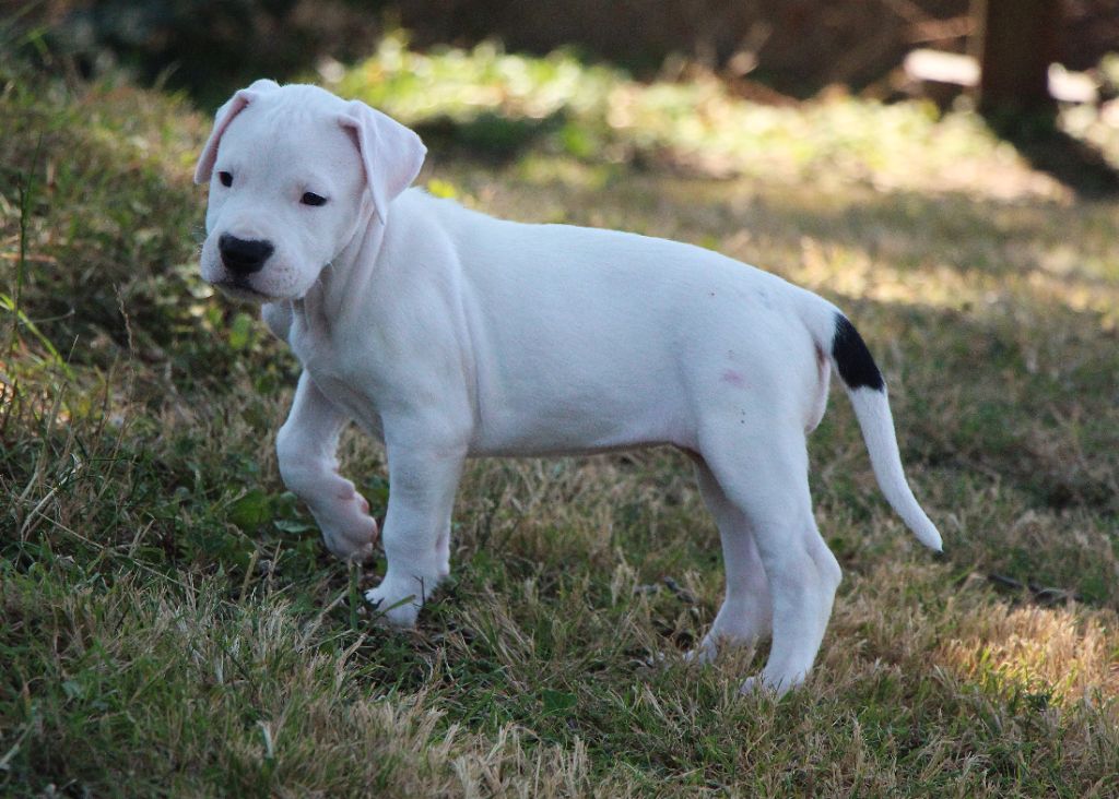 De La Notte Di Cane - Chiots disponibles - Dogo Argentino