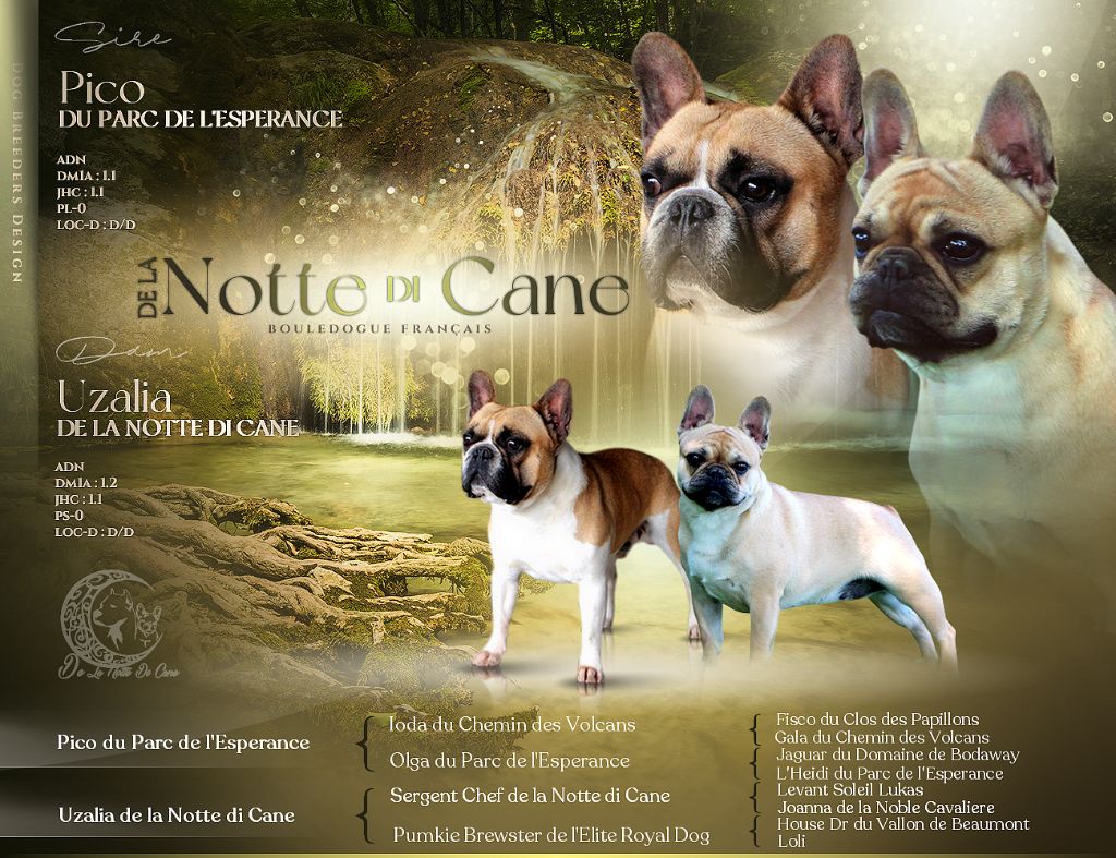 De La Notte Di Cane - Bouledogue français - Portée née le 07/08/2025