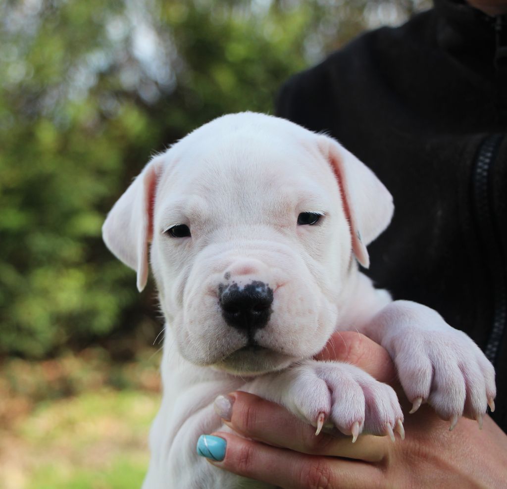 De La Notte Di Cane - Chiots disponibles - Dogo Argentino