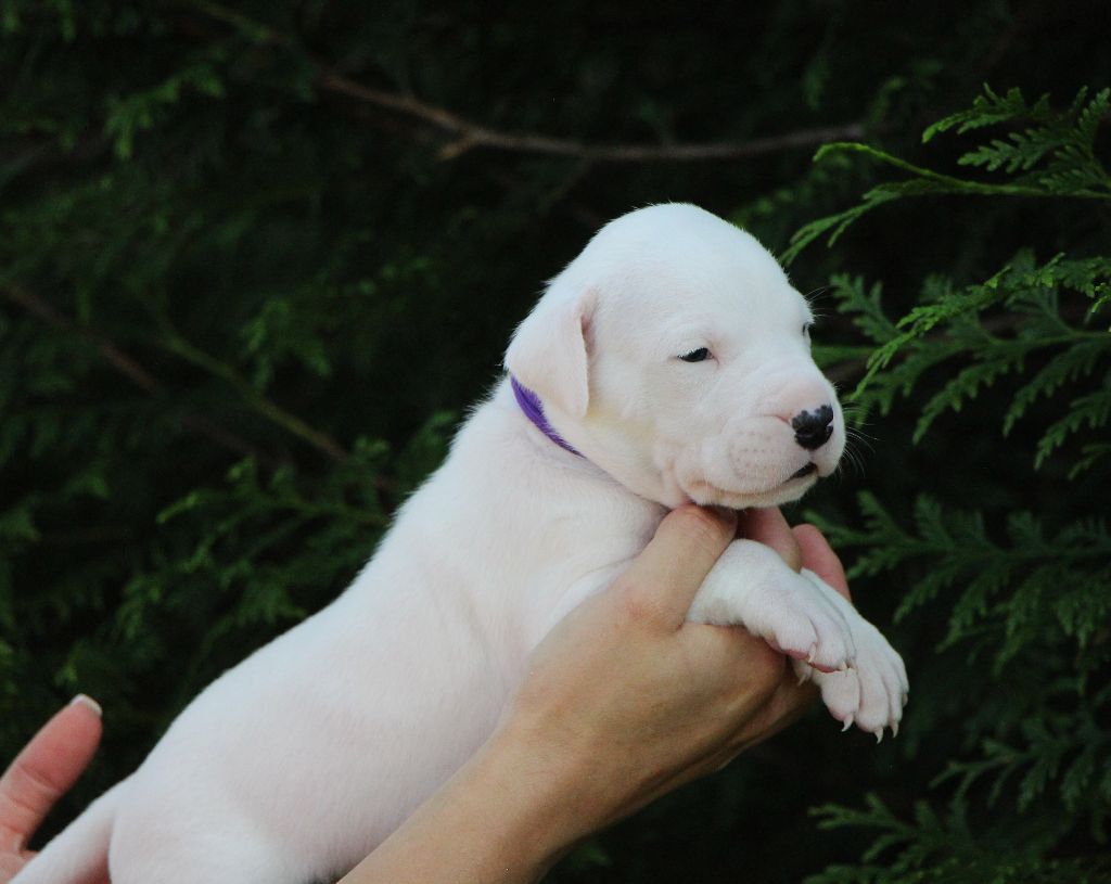 De La Notte Di Cane - Chiots disponibles - Dogo Argentino