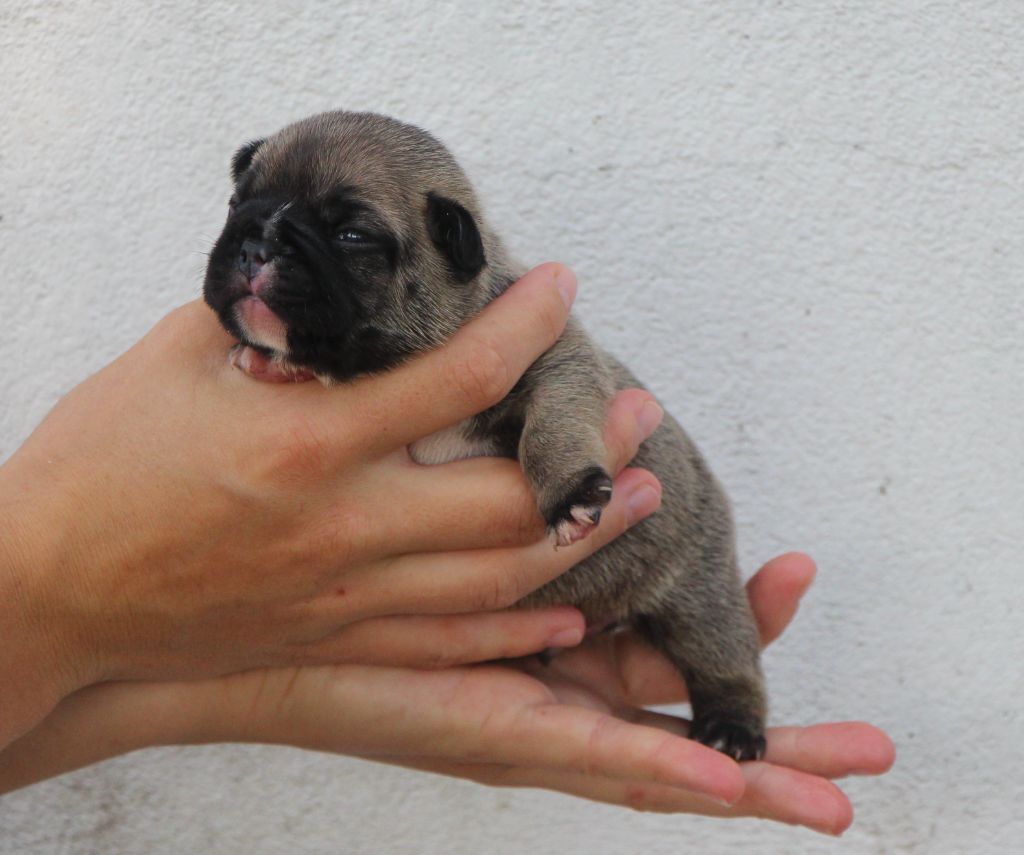 De La Notte Di Cane - Chiots disponibles - Bouledogue français