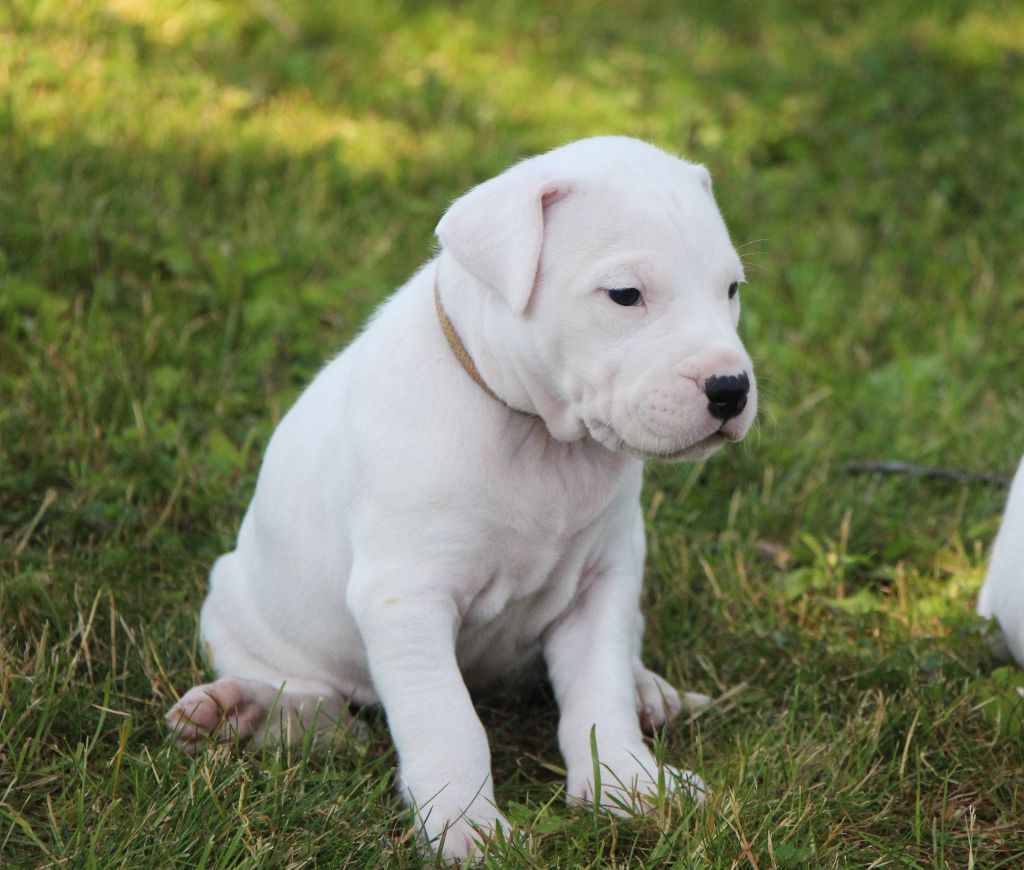 De La Notte Di Cane - Chiots disponibles - Dogo Argentino