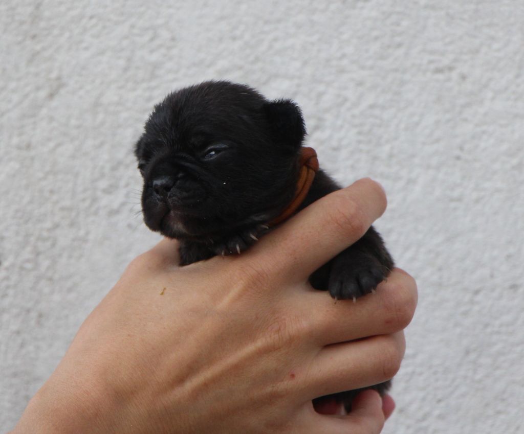 De La Notte Di Cane - Chiots disponibles - Bouledogue français