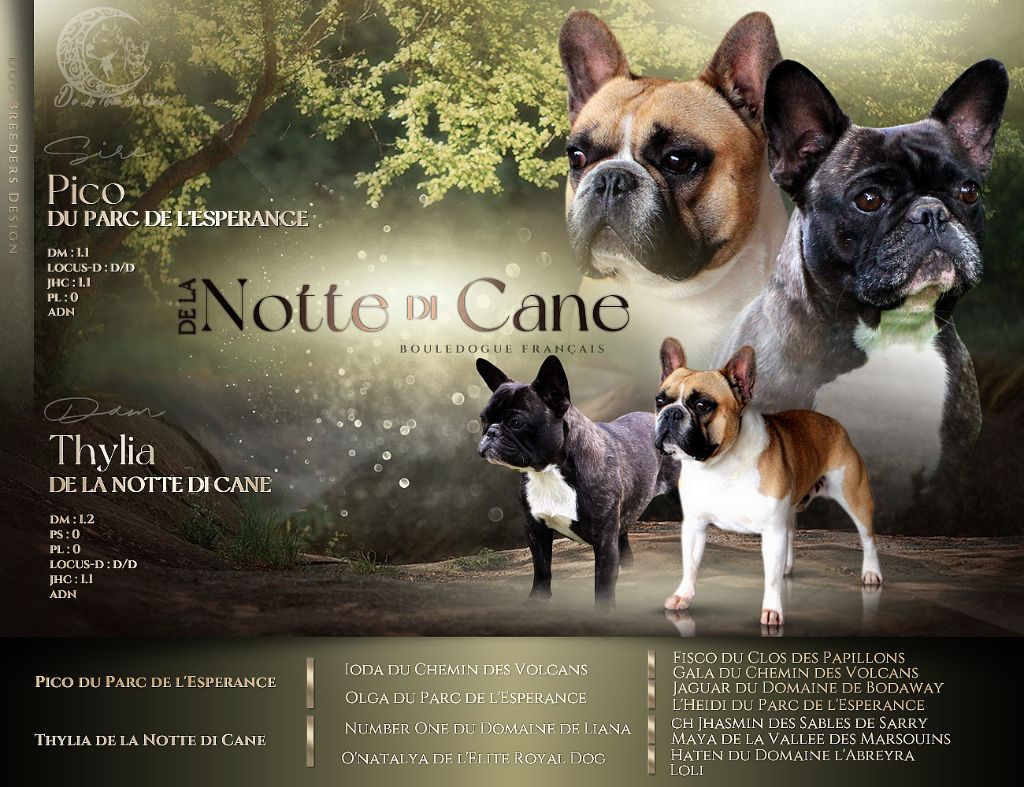 Chiot Bouledogue français De La Notte Di Cane