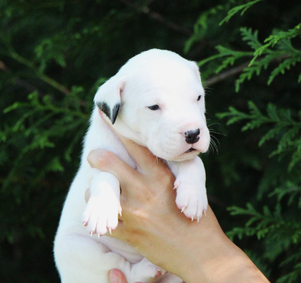 De La Notte Di Cane - Chiots disponibles - Dogo Argentino
