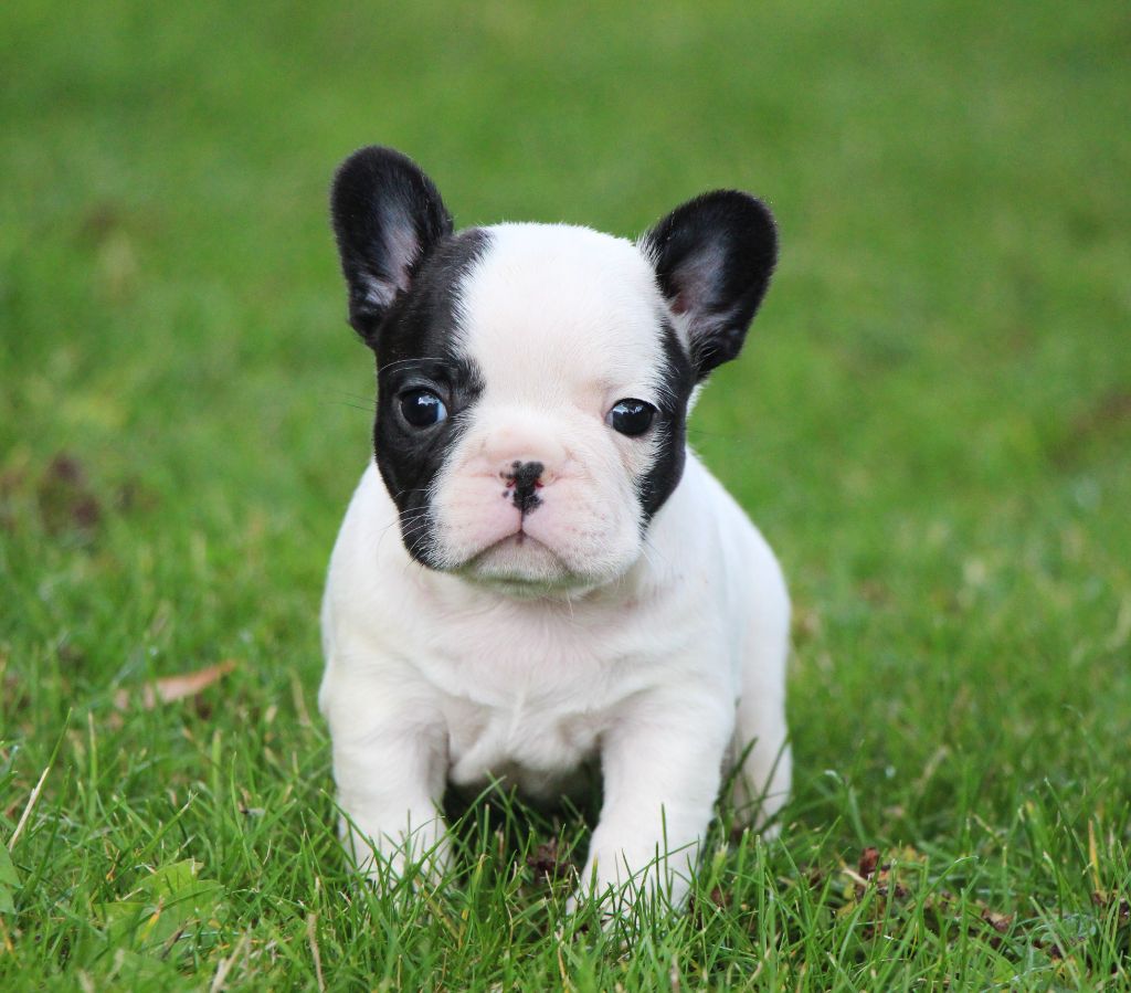 De La Notte Di Cane - Chiots disponibles - Bouledogue français