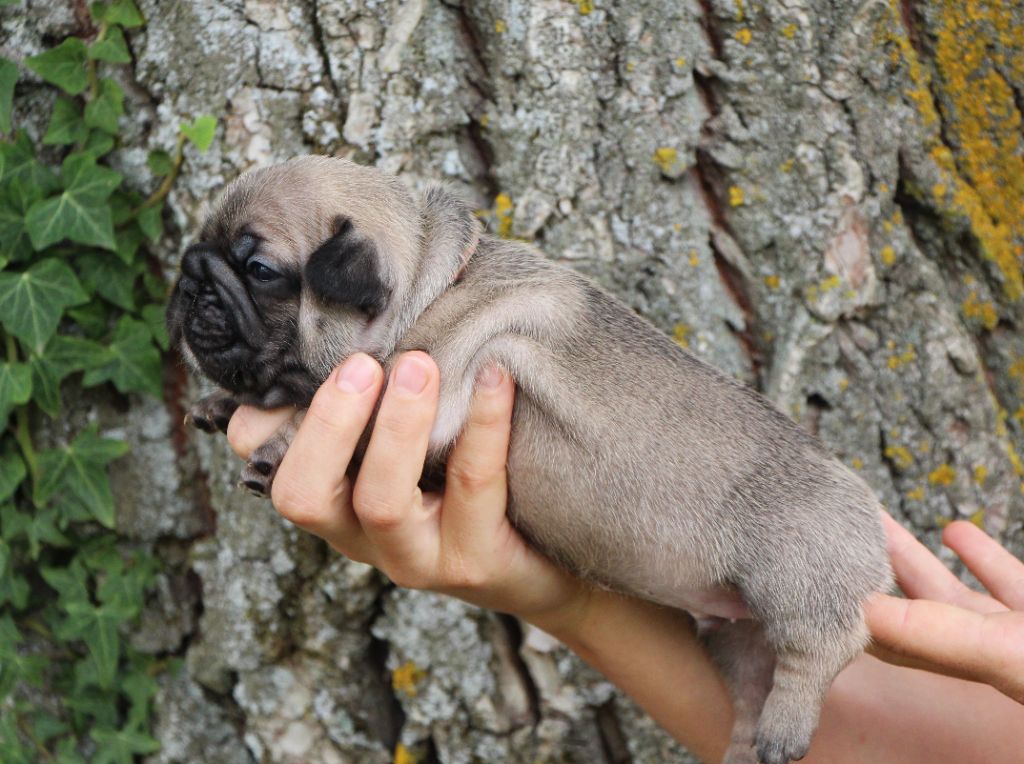 De La Notte Di Cane - Chiots disponibles - Bouledogue français