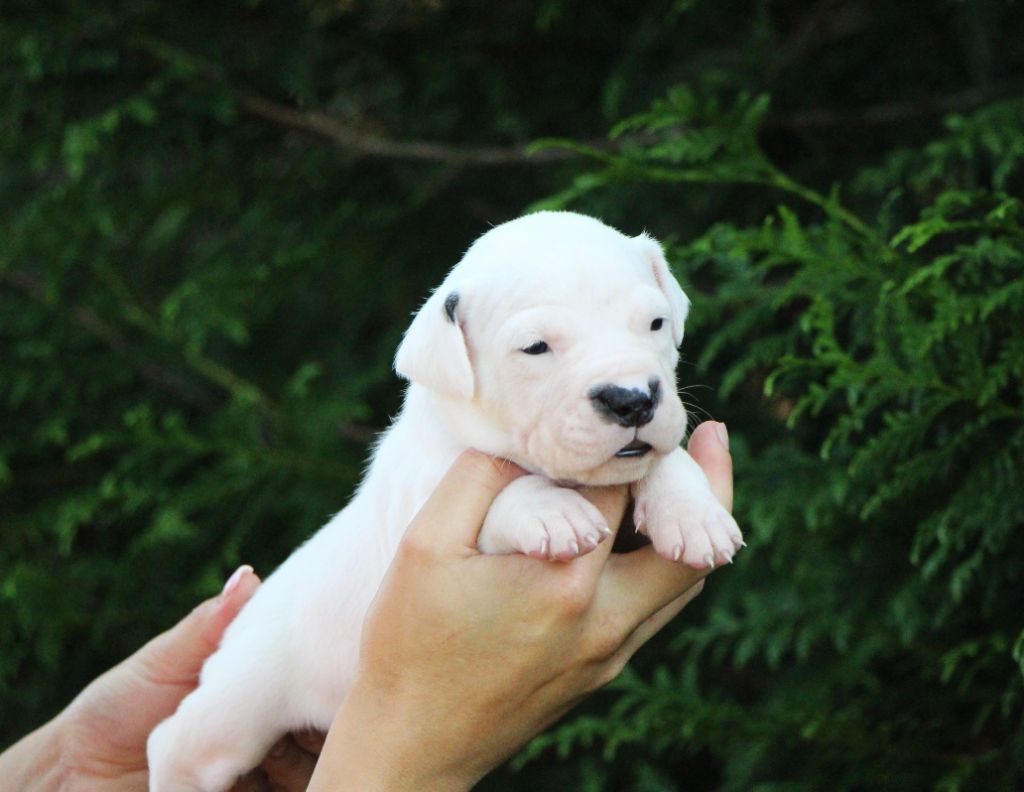 De La Notte Di Cane - Chiots disponibles - Dogo Argentino