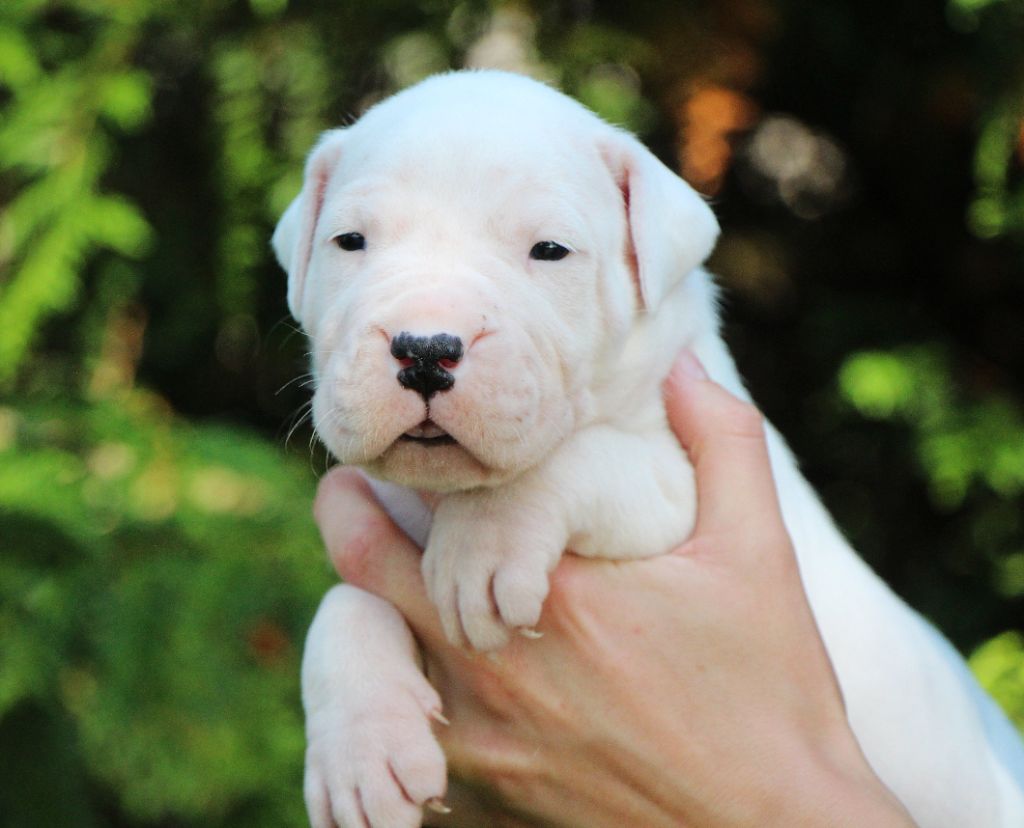 De La Notte Di Cane - Chiots disponibles - Dogo Argentino