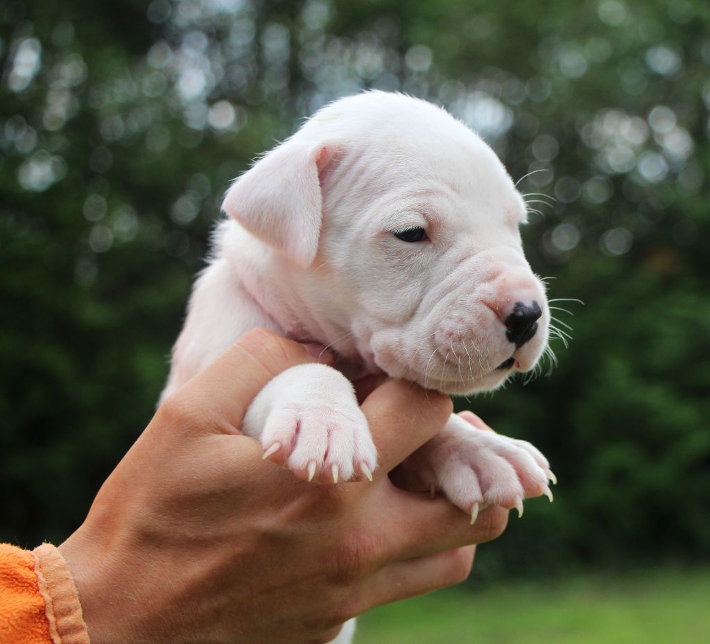 De La Notte Di Cane - Chiots disponibles - Dogo Argentino