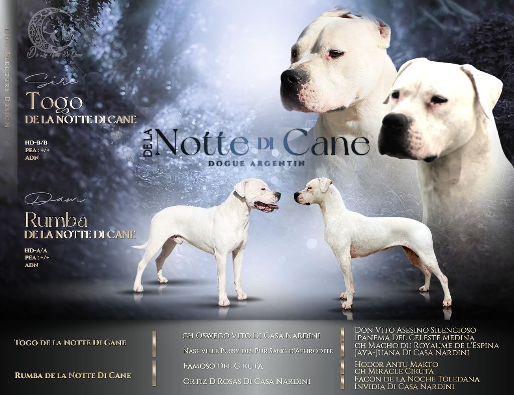 De La Notte Di Cane - Dogo Argentino - Portée née le 07/07/2025