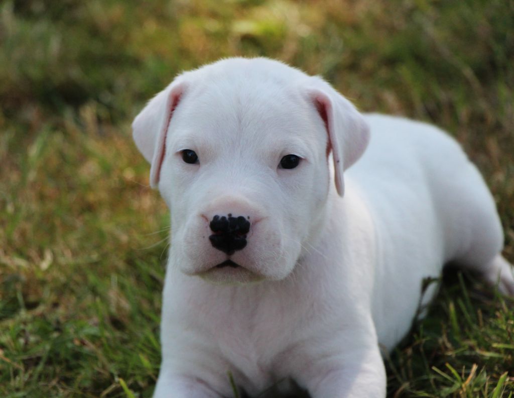 De La Notte Di Cane - Chiots disponibles - Dogo Argentino