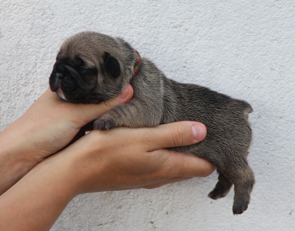 De La Notte Di Cane - Chiots disponibles - Bouledogue français