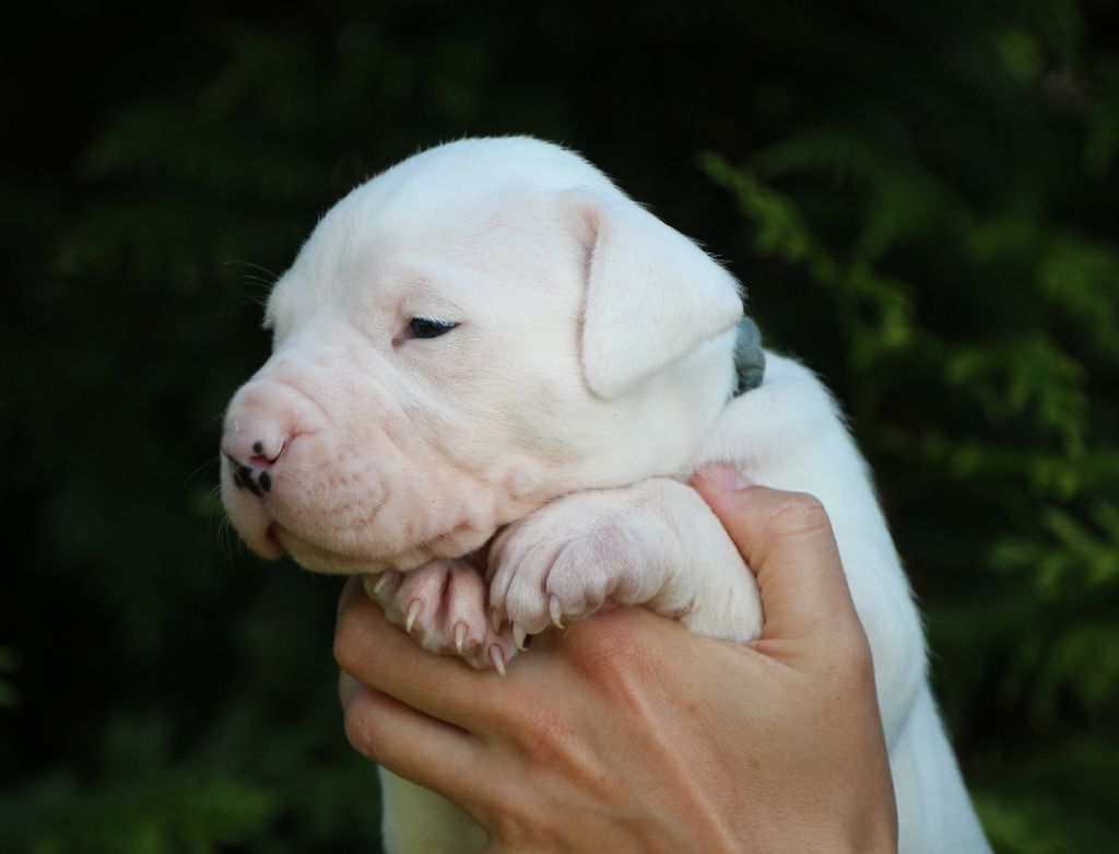 De La Notte Di Cane - Chiots disponibles - Dogo Argentino