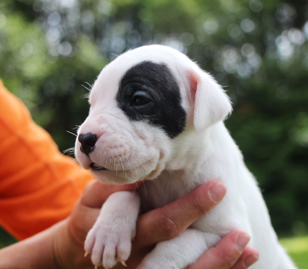 De La Notte Di Cane - Chiots disponibles - Dogo Argentino