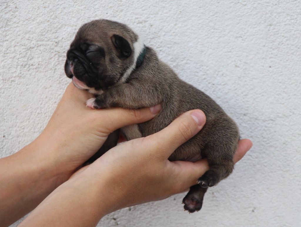 De La Notte Di Cane - Chiots disponibles - Bouledogue français