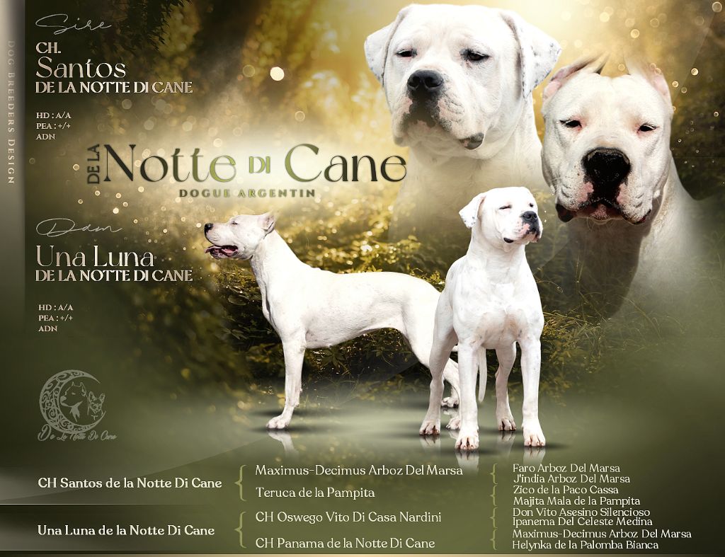 De La Notte Di Cane - Dogo Argentino - Portée née le 08/09/2025
