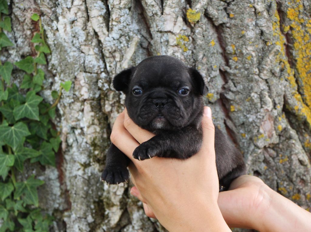 De La Notte Di Cane - Chiots disponibles - Bouledogue français