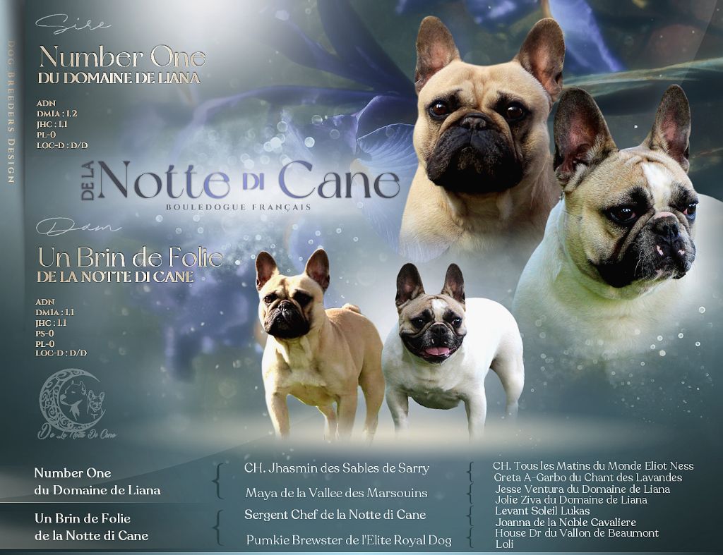 De La Notte Di Cane - Bouledogue français - Portée née le 07/08/2025