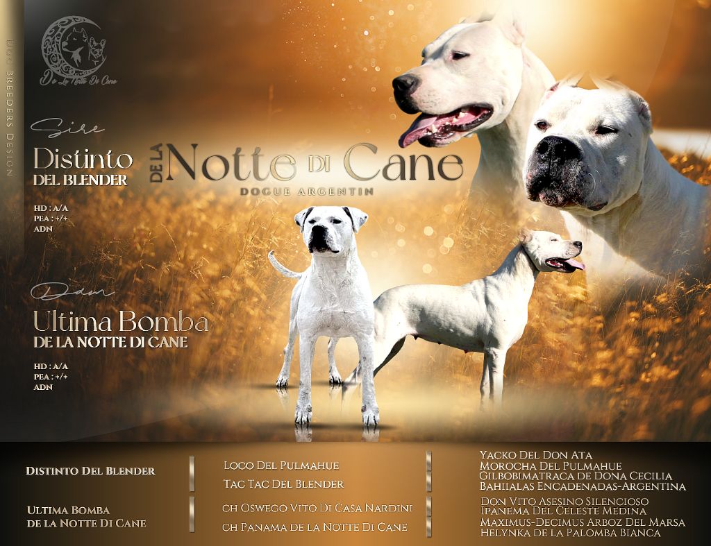 De La Notte Di Cane - Dogo Argentino - Portée née le 15/05/2025
