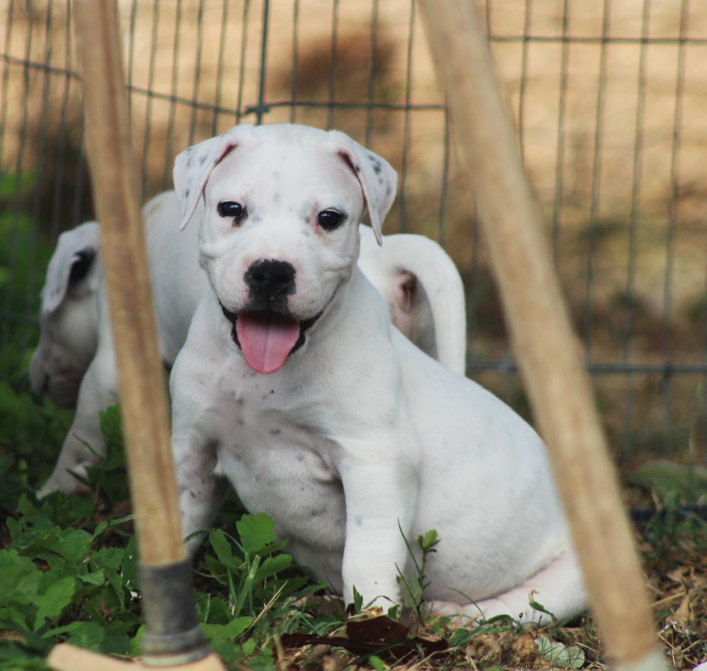 Pepper