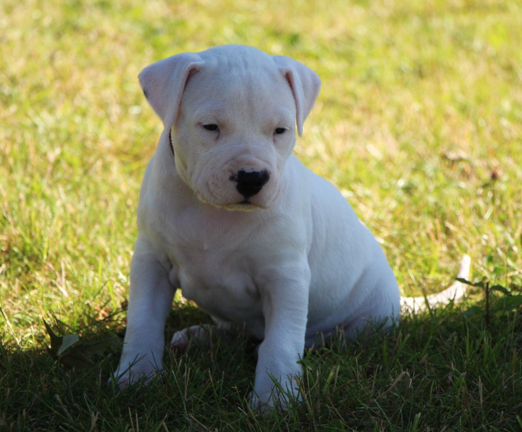 De La Notte Di Cane - Chiots disponibles - Dogo Argentino
