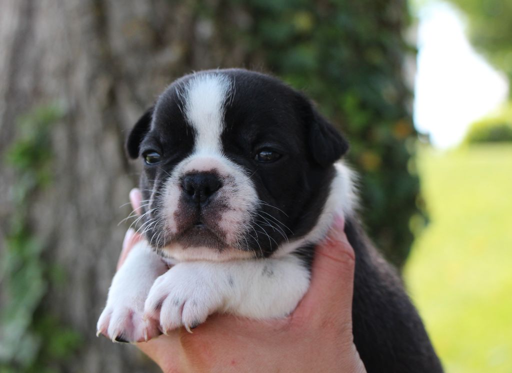 De La Notte Di Cane - Chiots disponibles - Bouledogue français
