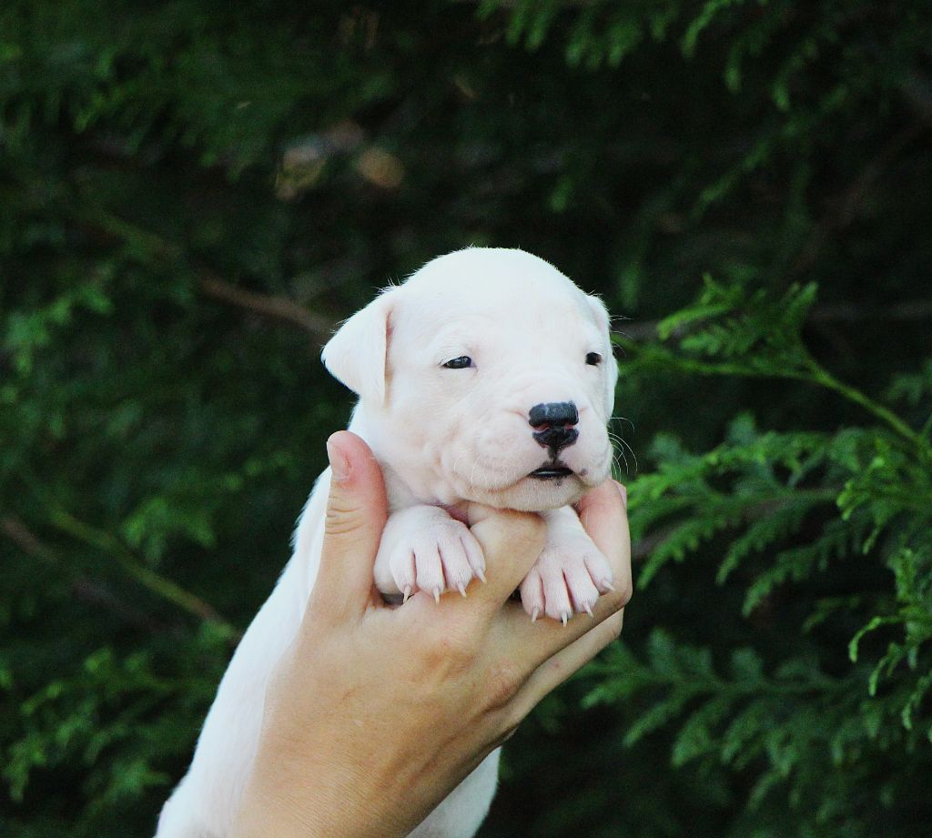 De La Notte Di Cane - Chiots disponibles - Dogo Argentino