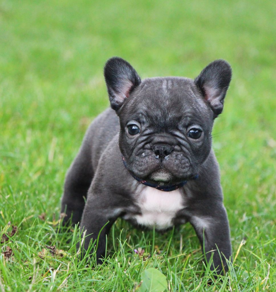 De La Notte Di Cane - Chiots disponibles - Bouledogue français