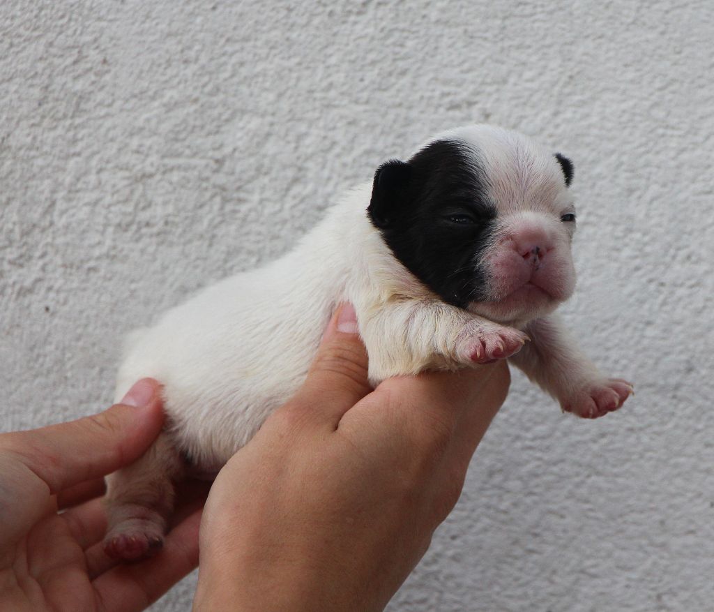De La Notte Di Cane - Chiots disponibles - Bouledogue français