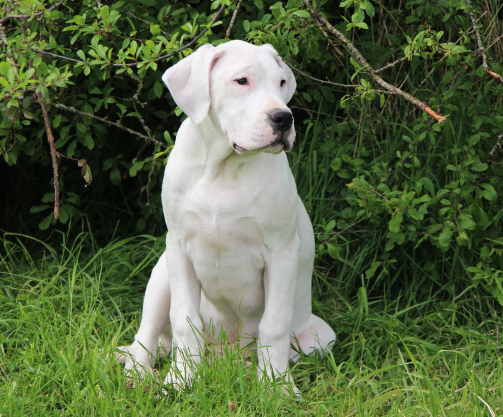 De La Notte Di Cane - Chiots disponibles - Dogo Argentino