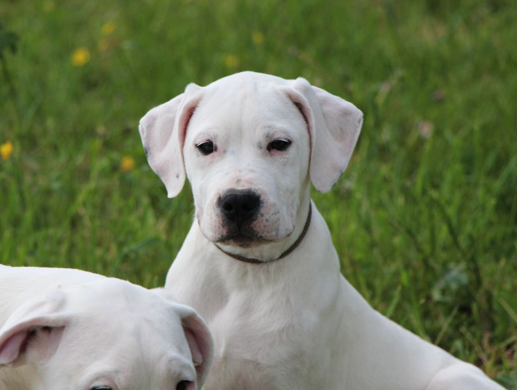 De La Notte Di Cane - Chiots disponibles - Dogo Argentino