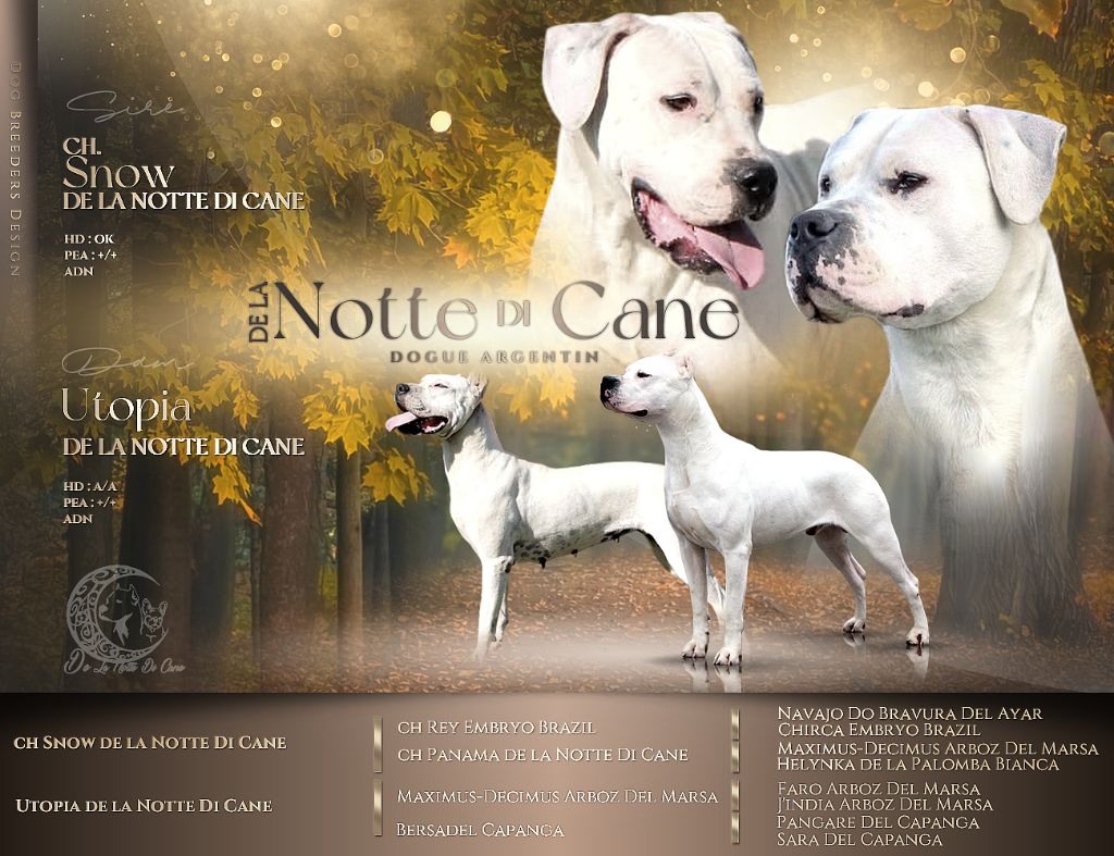 De La Notte Di Cane - Dogo Argentino - Portée née le 18/05/2025