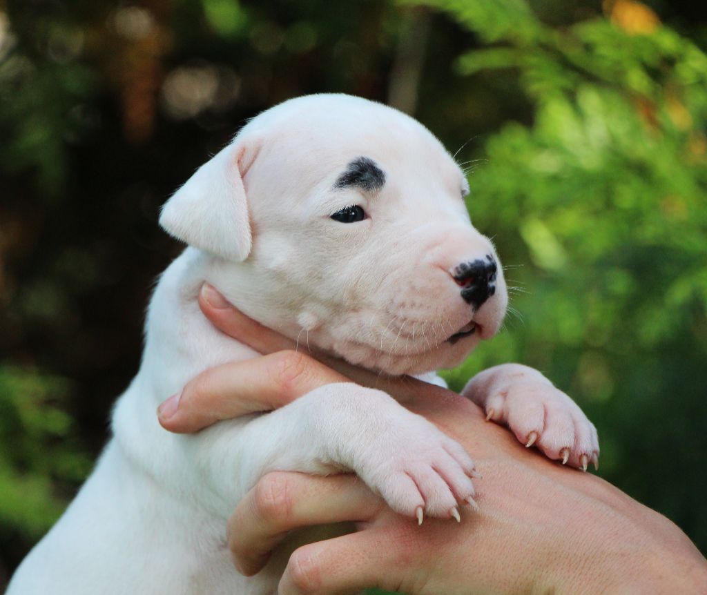 De La Notte Di Cane - Chiots disponibles - Dogo Argentino
