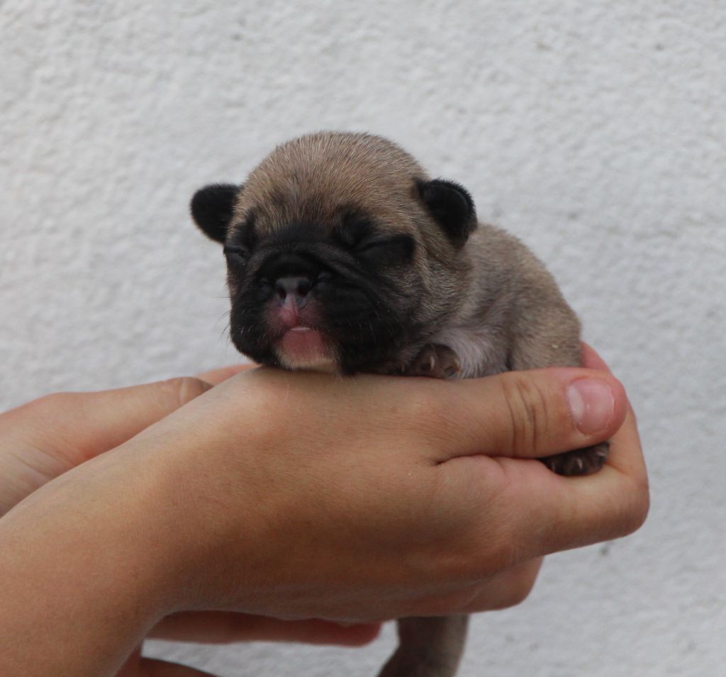 De La Notte Di Cane - Chiots disponibles - Bouledogue français