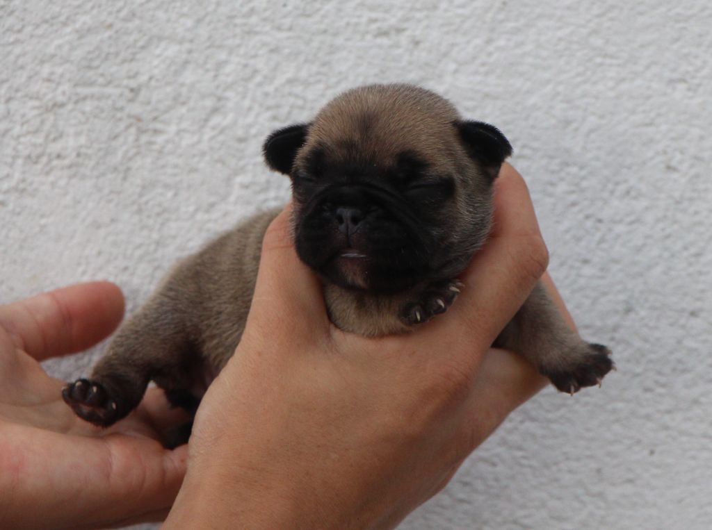De La Notte Di Cane - Chiots disponibles - Bouledogue français