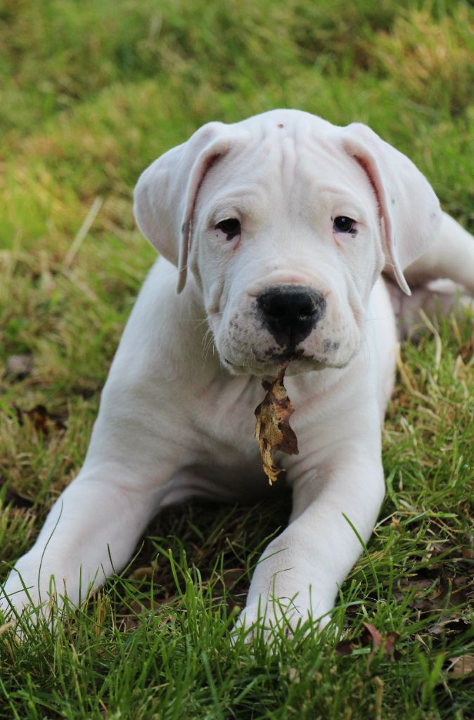 De La Notte Di Cane - Chiots disponibles - Dogo Argentino