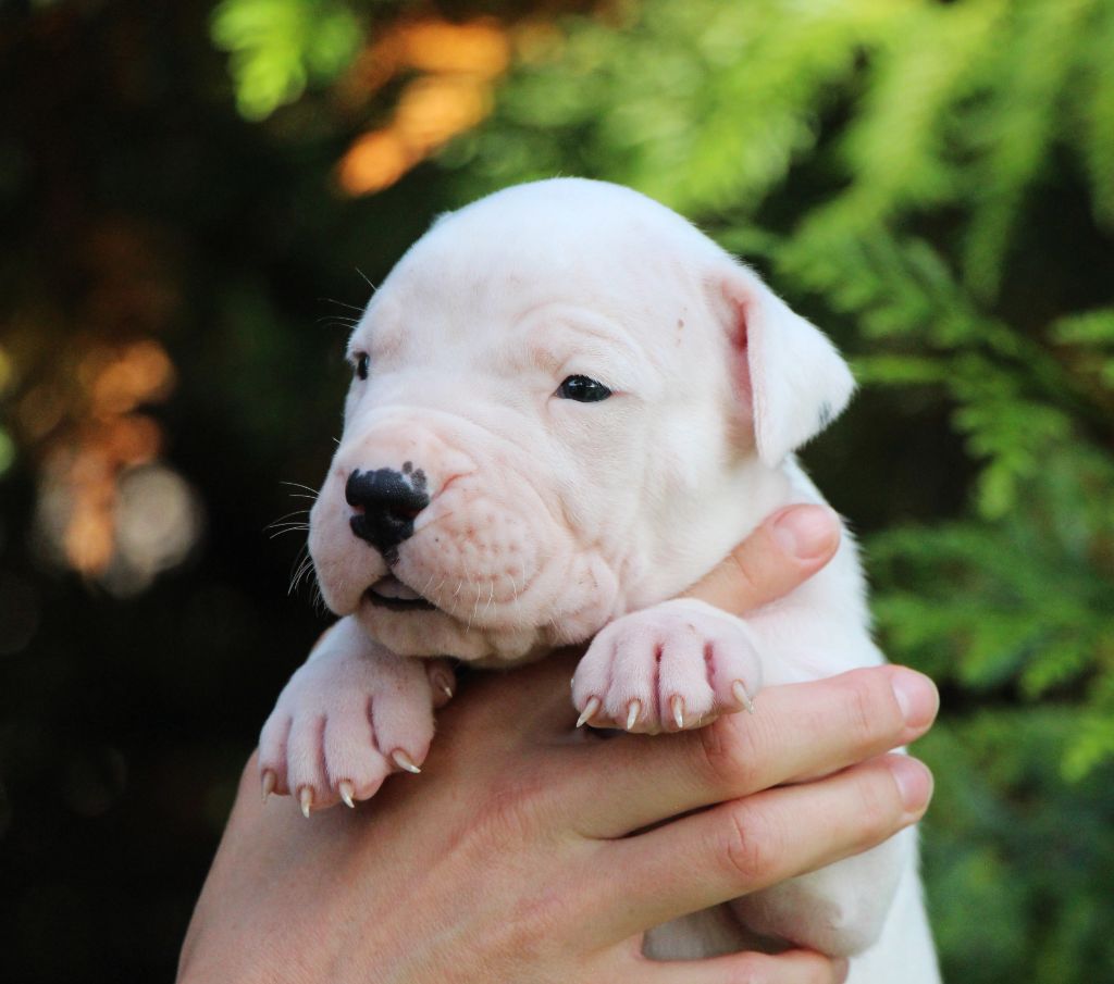 De La Notte Di Cane - Chiots disponibles - Dogo Argentino