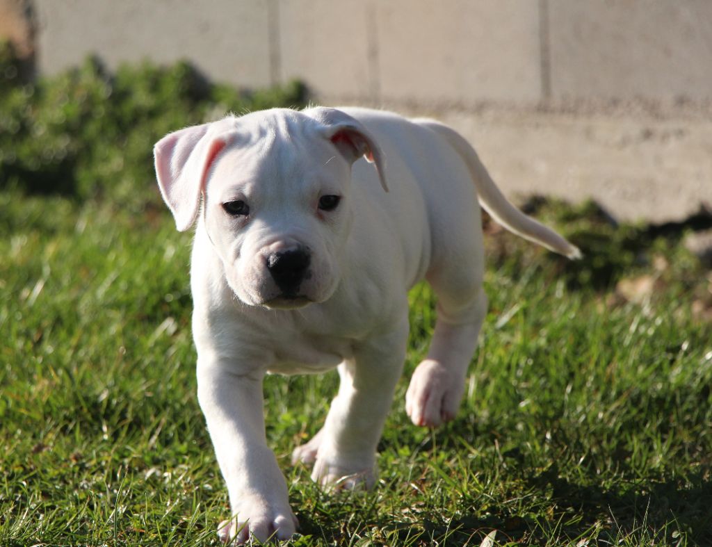 De La Notte Di Cane - Chiots disponibles - Dogo Argentino